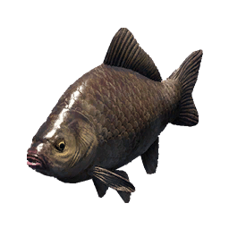 Crucian Carp fish icon from Crimson Desert