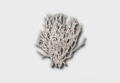 White Coral outdoor furniture item in inZOI