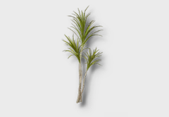 Medium Dragon Tree outdoor furniture item in inZOI