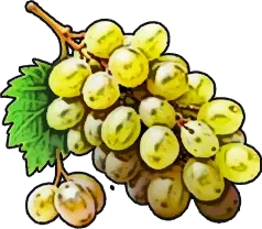 Grape