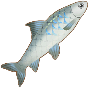 Mud Carp