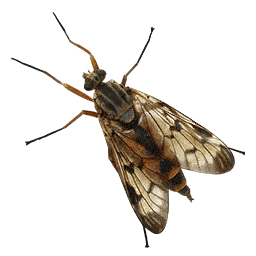 Fruit Fly insect icon from Crimson Desert