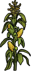 Corn Sapling