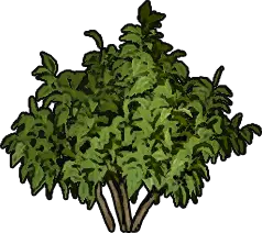 Shrub Sapling