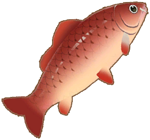 Red Carp