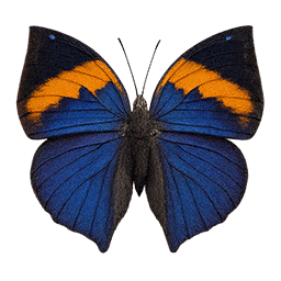 Orange Oakleaf butterfly icon from Crimson Desert