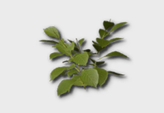 Hydrangea Seedling outdoor furniture item in inZOI