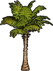 Palm Sapling