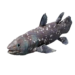 Coelacanth