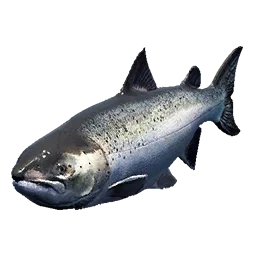 Salmon