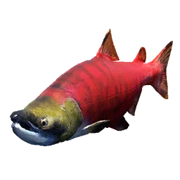 Sockeye Salmon