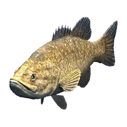 Yellow Bass