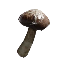 Poison-Soaked Oakwood Mushroom