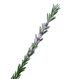 Rosemary