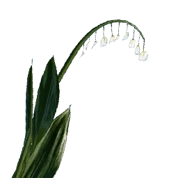 Lily of the Valley