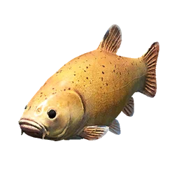 Golden Tench