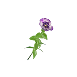 Pansy