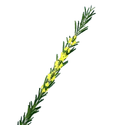Yellow Rosemary