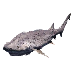 Broadnose Sevengill Shark