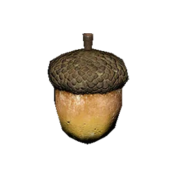 Acorn