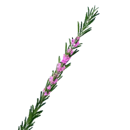 Pink Rosemary