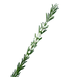 White Rosemary