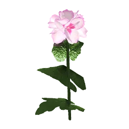 Begonia
