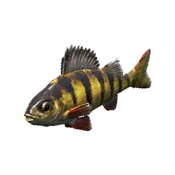 Perch