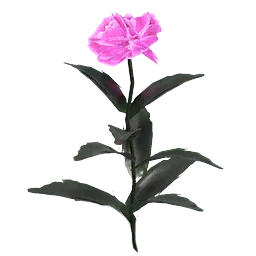 Peony