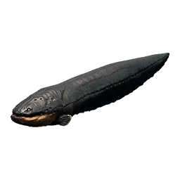 Electric Eel