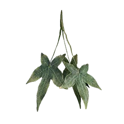 Chaya