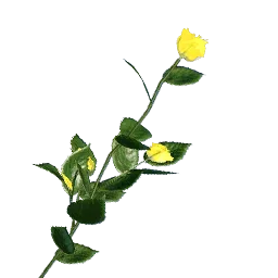 Dunbaria