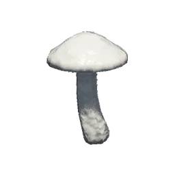 Grisette Mushroom