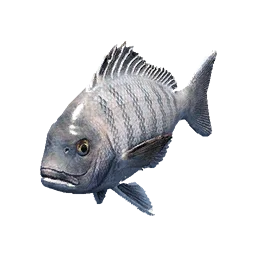 Blackhead Seabream