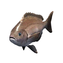 Crimson Opaleye