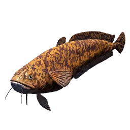 Burbot