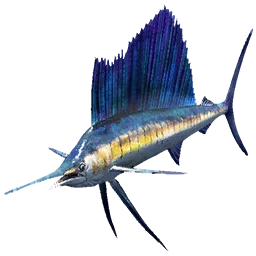 Sailfish