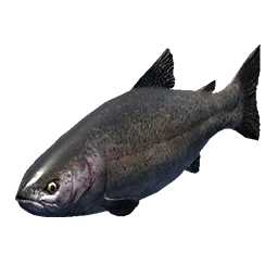 Trout