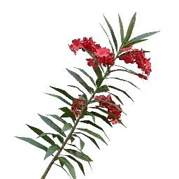 Rosebay