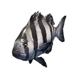 Barred Knifejaw