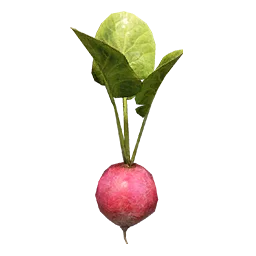 Sugar Beet