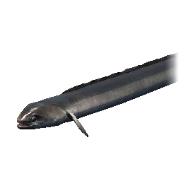 Freshwater Eel