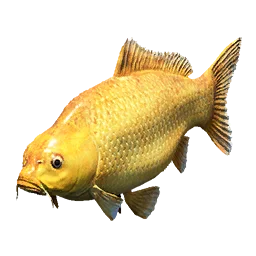 Golden Carp