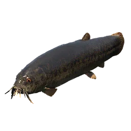 Giant Pond Loach