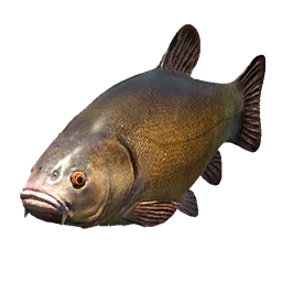 Tench