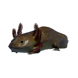 Axolotl
