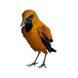 Black-Naped Oriole