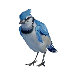 Blue Jay