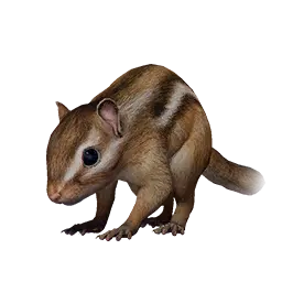 Chipmunk