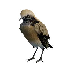 Desert Wheatear